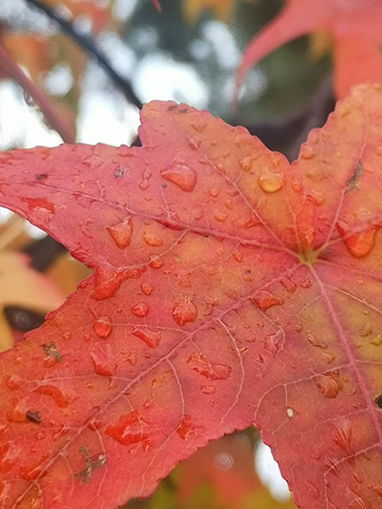 lluvia de otoño