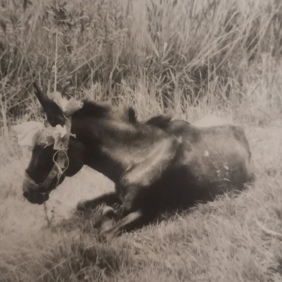 Viaje en burro